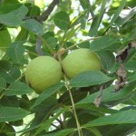 Вирощуємо грецький горіх