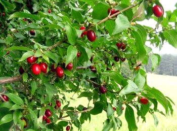 Кизил і його вирощування