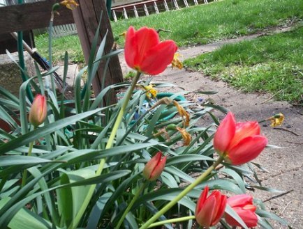 Прикрашаємо квітами садові доріжки