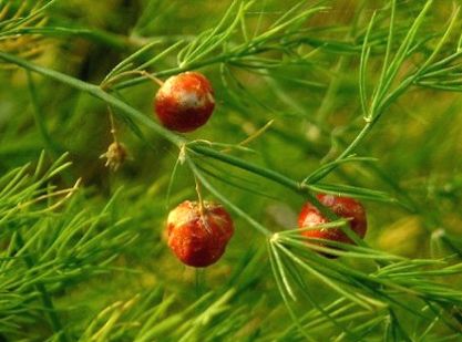 Аспарагус (спаржа) лікарський.