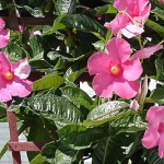 Дипладенія, догляд, пересадка і розмноження