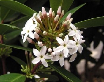 Акокантера, догляд і розмноження.