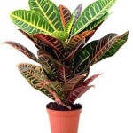Кодієум або кротон - догляд і розмноження в домашніх умовах