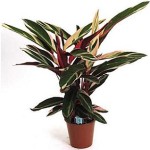 Строманта - догляд в домашніх умовах і пересадка