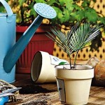 Все про кімнатні рослини, догляд, полив, розмноження тощо.