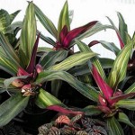 Рео - кімнатна квітка.