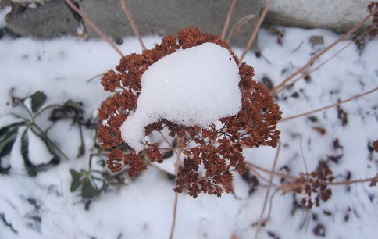 Очиток під шаром снігу. Очиток під снігом.