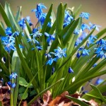 Квітка пролісок, умови вирощування, догляд.