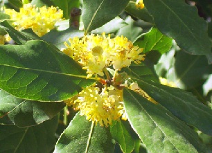 Цвіт лавра благородного на фото. Цвіт лавра благородного на фото.