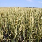 Вирощування озимої пшениці – технологія