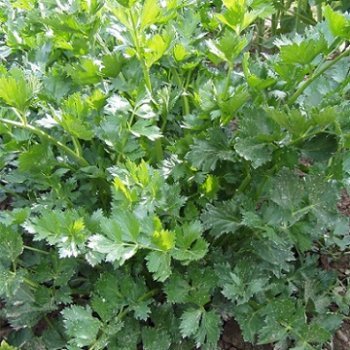 Любисток лікарський - посадка, вирощування і розмноження.