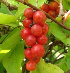 Фото плодів лимонника китайського.