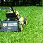 Коли вперше стрижуть газонну траву?