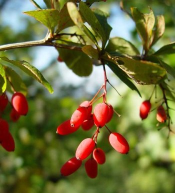 Барбарис звичайний, його корисні і лікарські властивості
