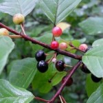 Крушина ламка або вовчі ягоди.