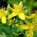 Лікувальні властивості звіробою звичайного