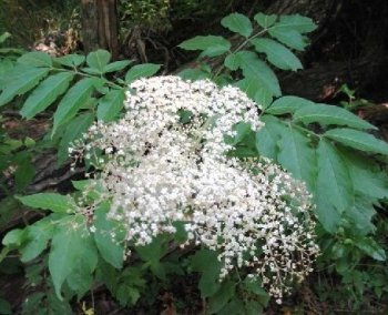 Лікування бузиною чорною - рецепти