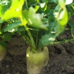Вирощування пастернаку, його догляд і збір врожаю