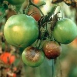 Фітофтора пошкодила помідори, боротьба.