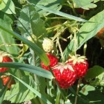 Доглядаємо грядки полиниці після збору врожаю