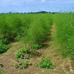 Спаржа - вирощування у відкритому грунті