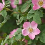 Корінь шипшини - лікувальні властивості