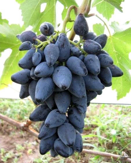 Сорт винограду Вікінг