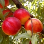 Нектарин і його вирощування з кісточки.