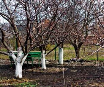 Підготовка яблунь та інших фруктових дерев до зими та лютих морозів.