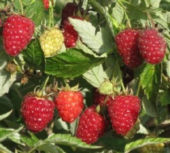 Обрізка малини, поливання та підживлення