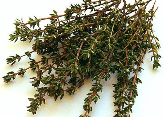 чебрець лікарська рослина лікарські рослини чебрець