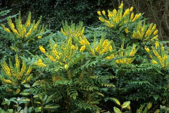 Дуболиста магонія - на фото цвітіння