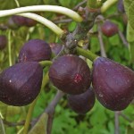 Інжир - вирощування.
