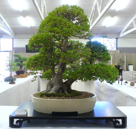 Бонсай — це дерева або рослини в мініатюрі