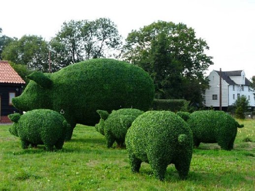 топіарі (TOPIARY), або топіарне мистецтво (TOPIARY ART)