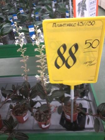 Плант Мікс на фото.