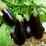 Сорти баклажанів