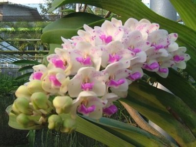 Ринхостиліс притуплений (Rhynchostylis retusa) - орхідея