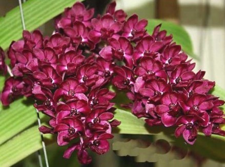 Ринхостиліс гігантський (Rhynchostylis gigantea) - орхідея.