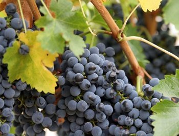 Які добрива необхідно вносити восени під виноградні кущі?