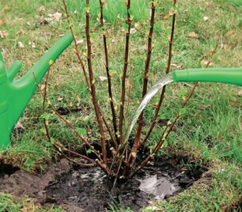 Догляд за смородиною восени