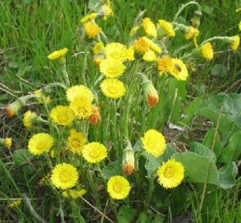 Лікарська рослина - мати й мачуха.