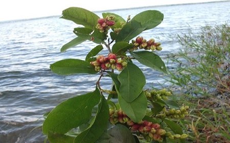 Кокколоба ягодоносна - фото