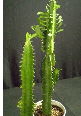 молочай - кімнатна рослина