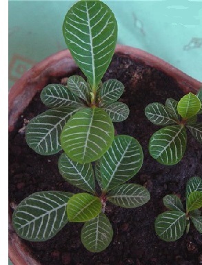 Кімнатні молочаї - види.