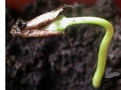 Вирощування хурми в Україні