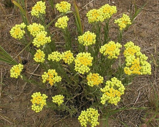 безсмертник трава від печінки безсмертник трава