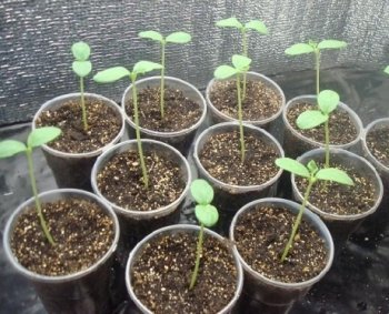Вирощуємо розсаду для гарбузових культур