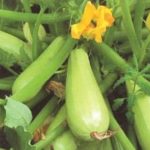 Вирощуємо хороший урожай кабачків.