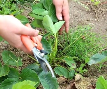 Чи варто проводити обрізку листя і вусів у полуниці?